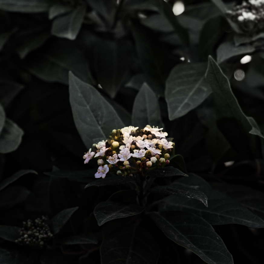 Flor blanca