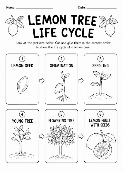 Lemon Tree Life Cycle Worksheet