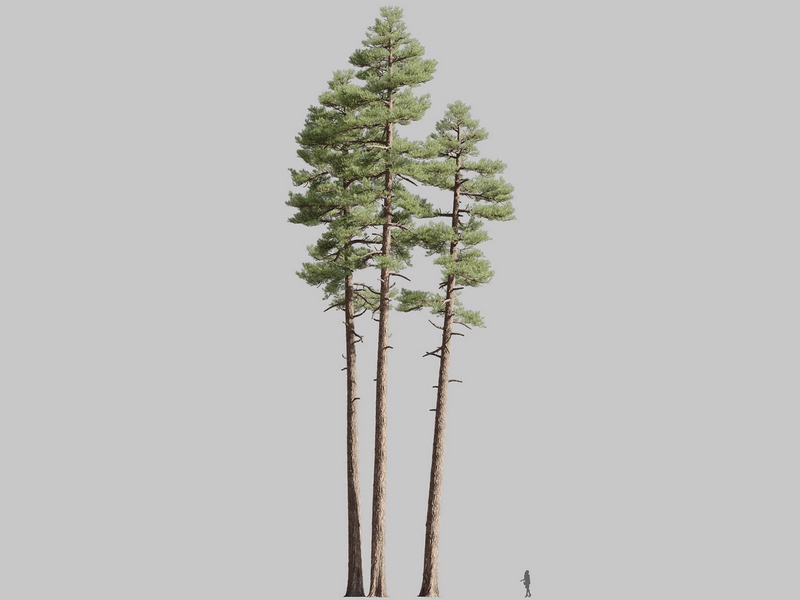 Maxtree - Plant Models Vol.126