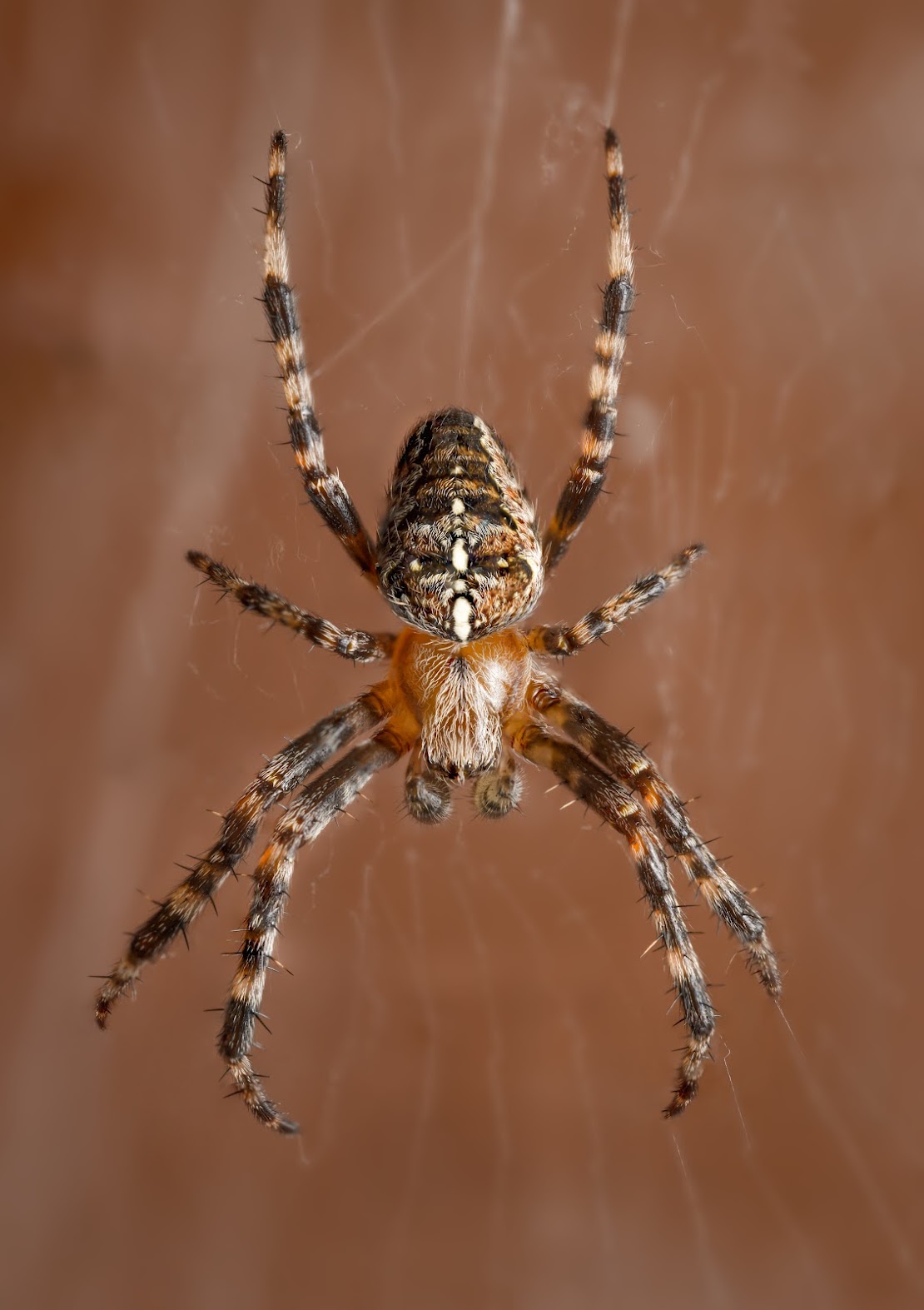 Araneus diadematus