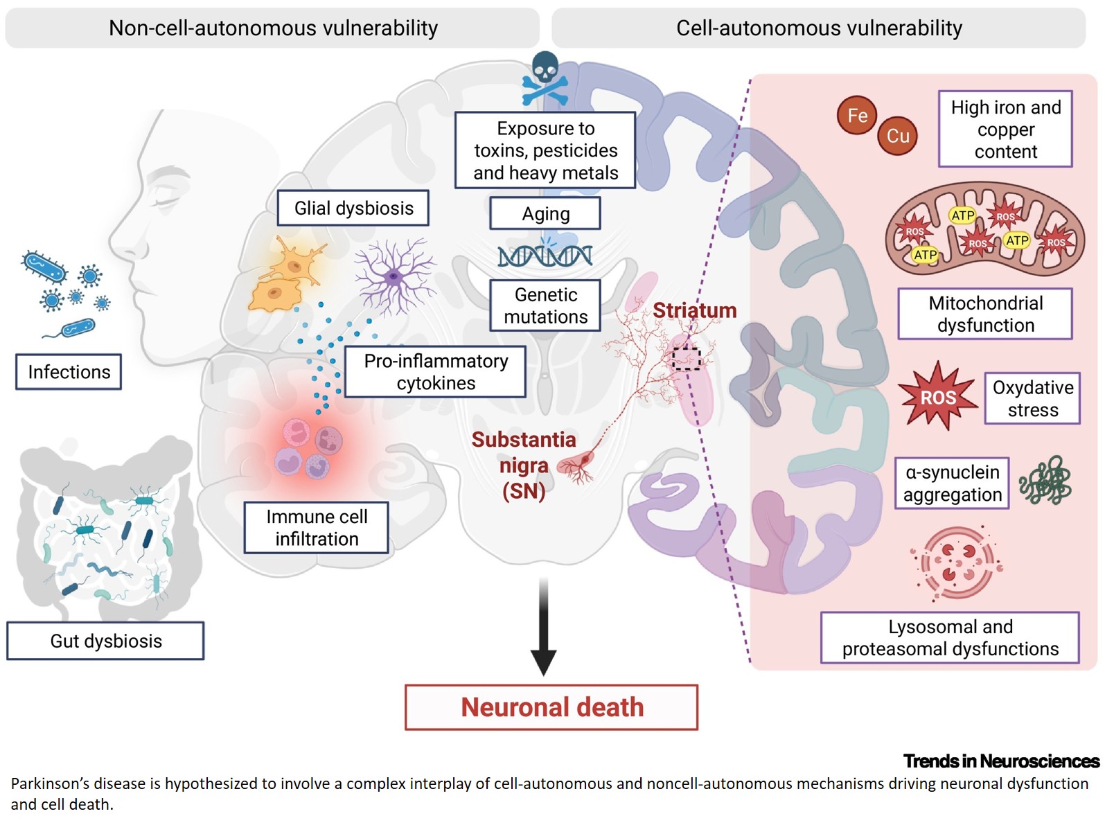 Cell-autonomous and non-cell-autonomous drivers of dopamine neuron vulnerability in Parkinson’s disease
