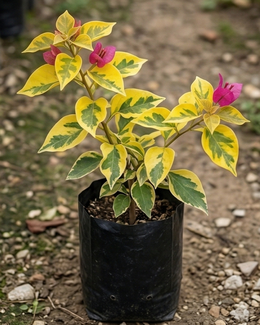 Imported Watermelon Variegated Bougainvillea Plant — view 4