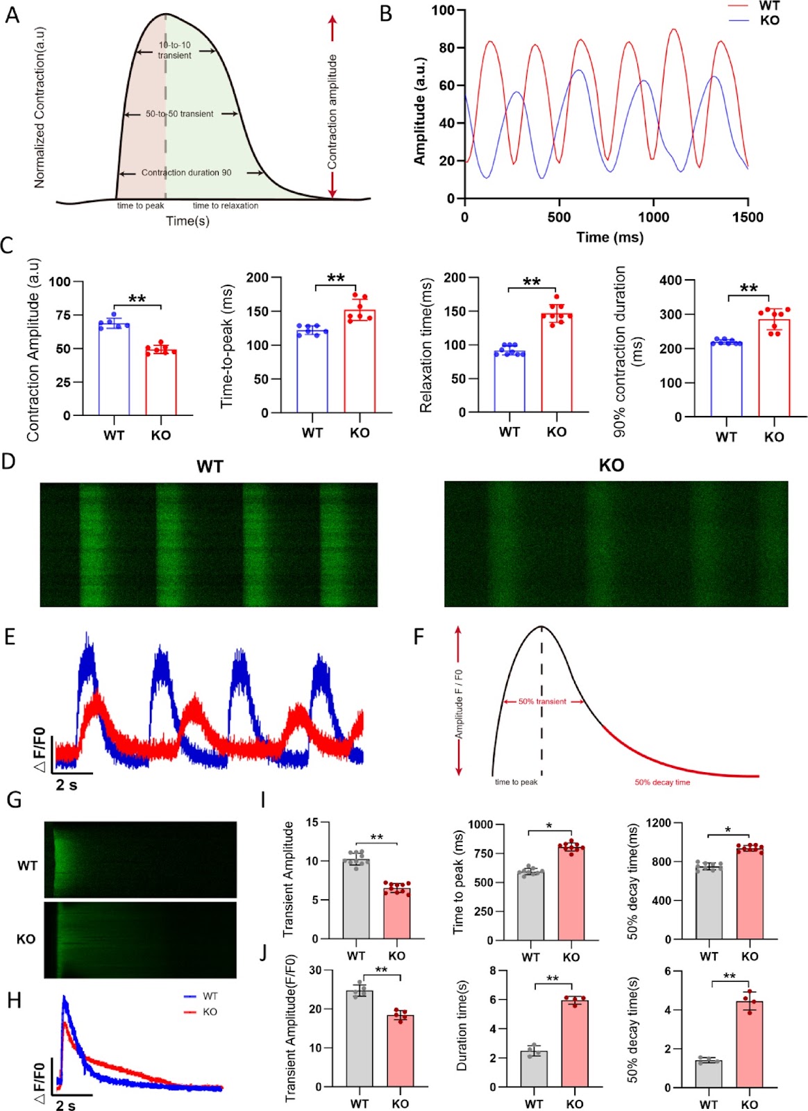 FHOD3 deficiency disrupts sarcomere organization and activates CaMKII signaling in human stem cell-derived cardiomyocytes