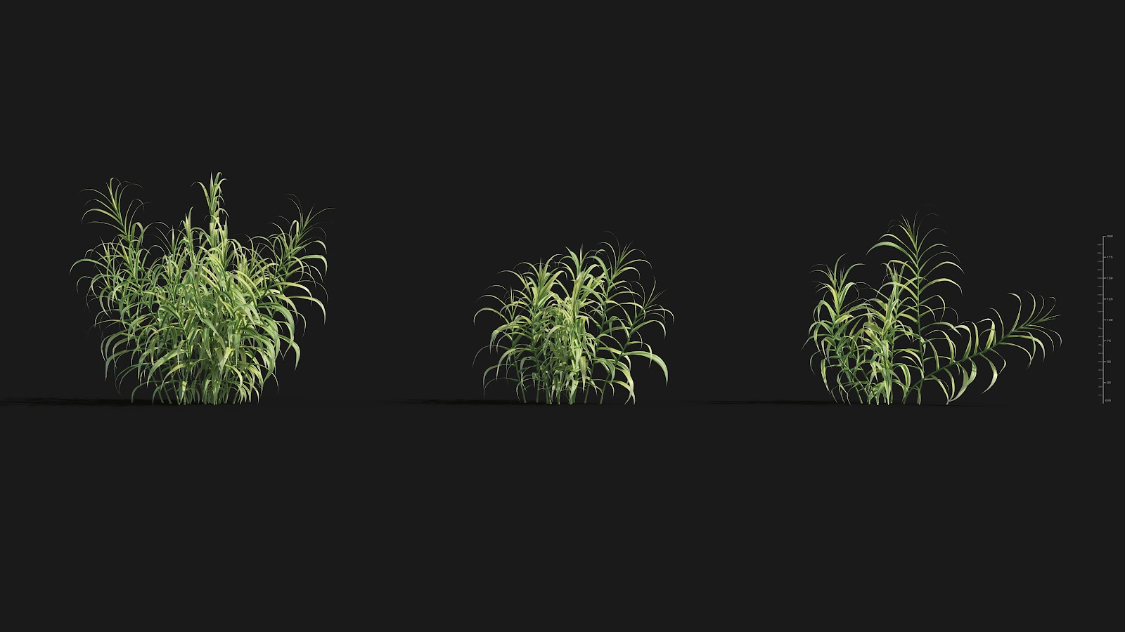 Maxtree - Plant Models Vol.29