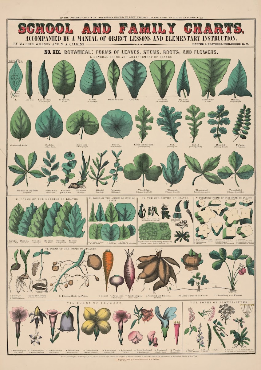 No XIX Botanical