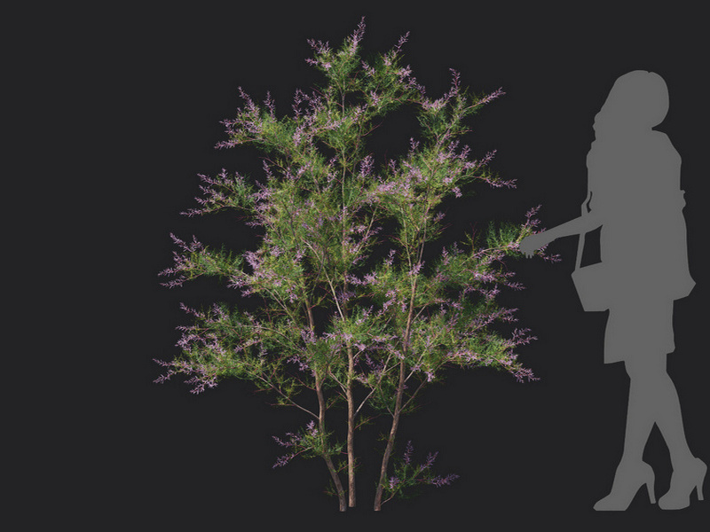 Maxtree - Plant Models Vol.129