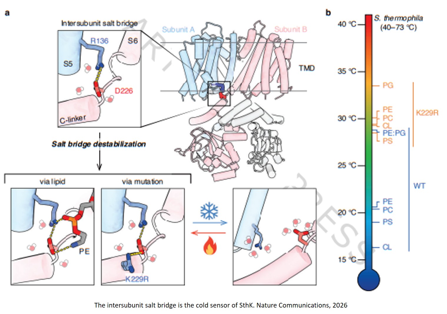 Mechanism of lipid-dependent cold sensitivity in a model ion channel