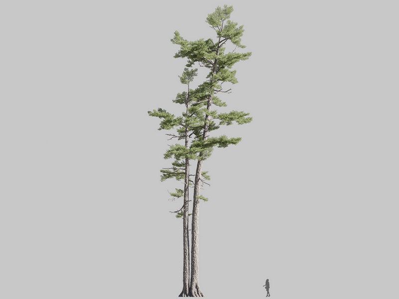 Maxtree - Plant Models Vol.126