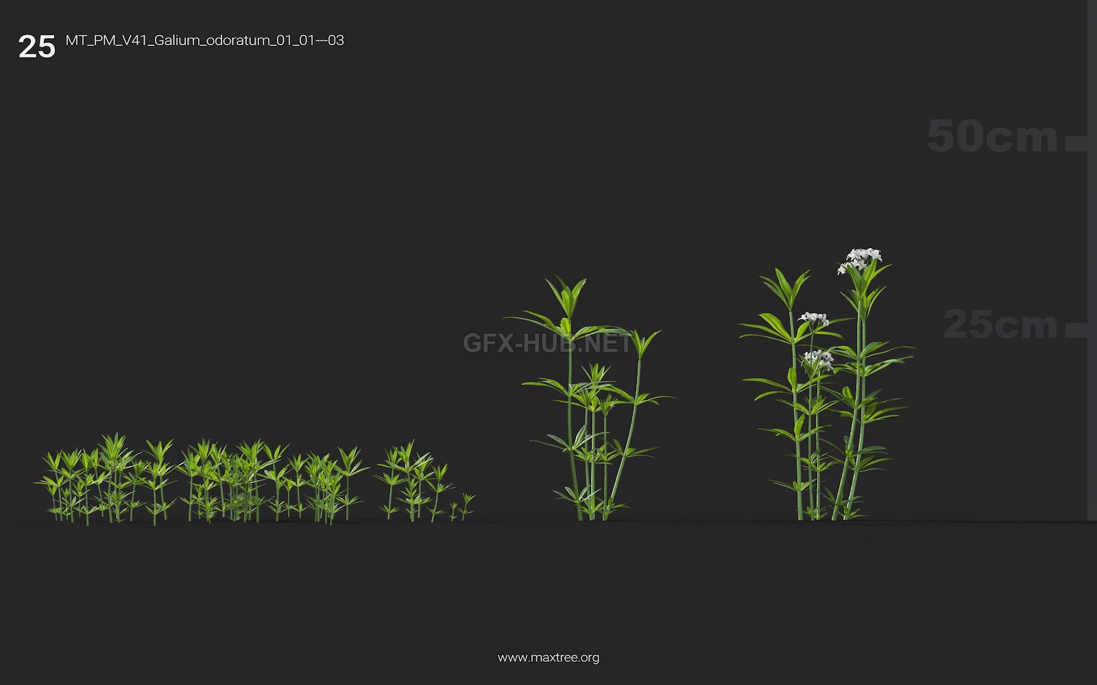 Maxtree - Plant Models Vol.41