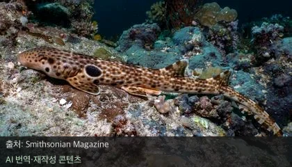 걷는 상어 신종 - 바다 위를 걷는 상어? 파푸아뉴기니 신종 발견
