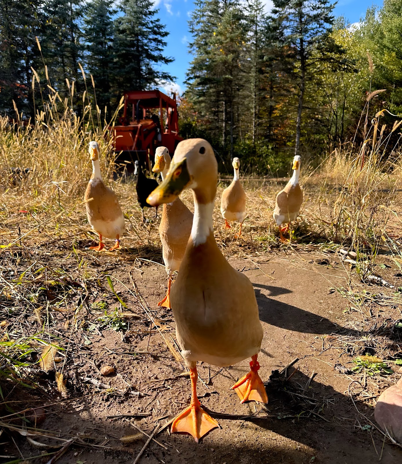 Black Runner Duckling, Fawn & White Runner Duck