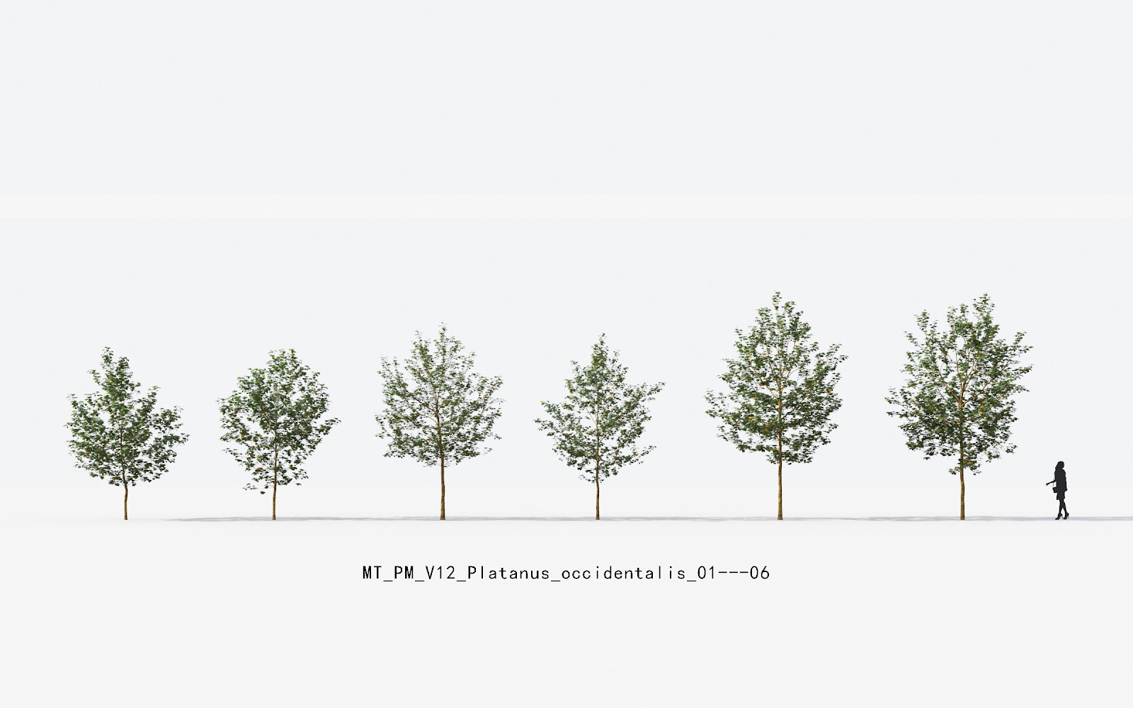 Maxtree - Plant Models Vol.12