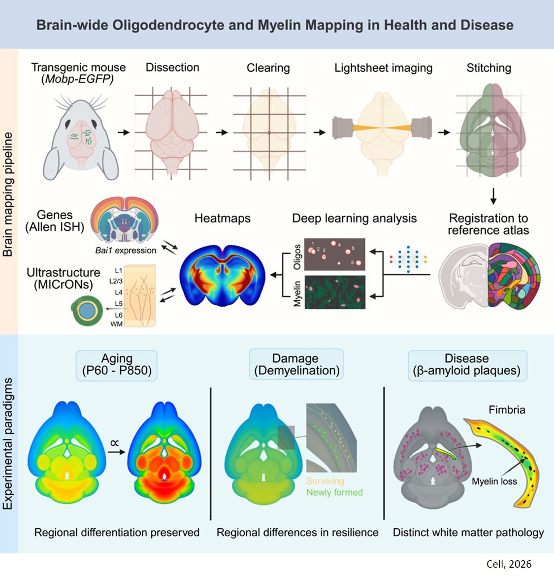 Brain-wide mapping of oligodendrocyte organization, oligodendrogenesis, and myelin injury