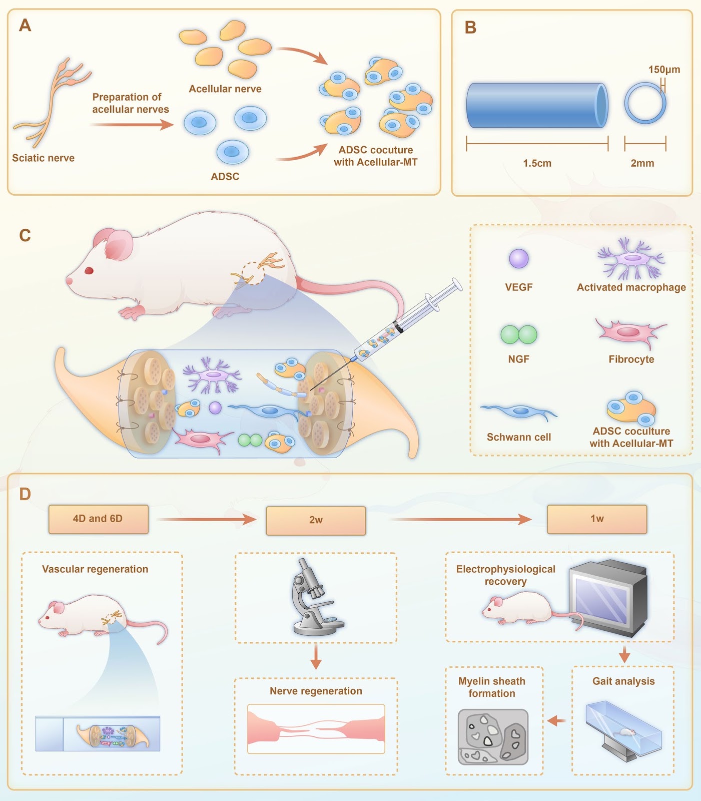 A chitosan/acellular matrix-based neural graft carrying mesenchymal stem cells to promote peripheral nerve repair