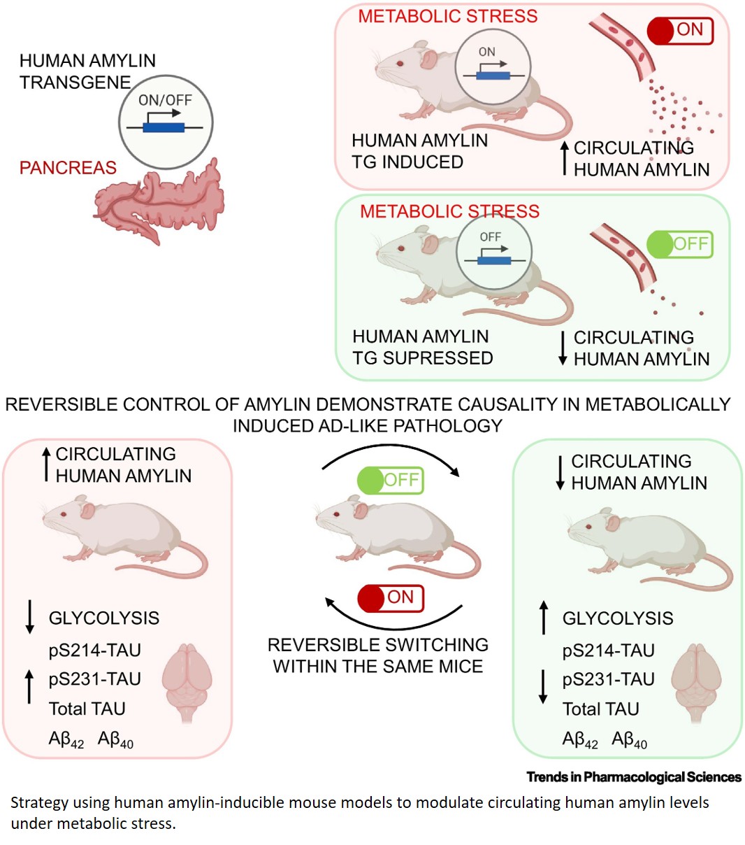 Amyloidogenic amylin signaling links diabetes to dementia pathogenesis
