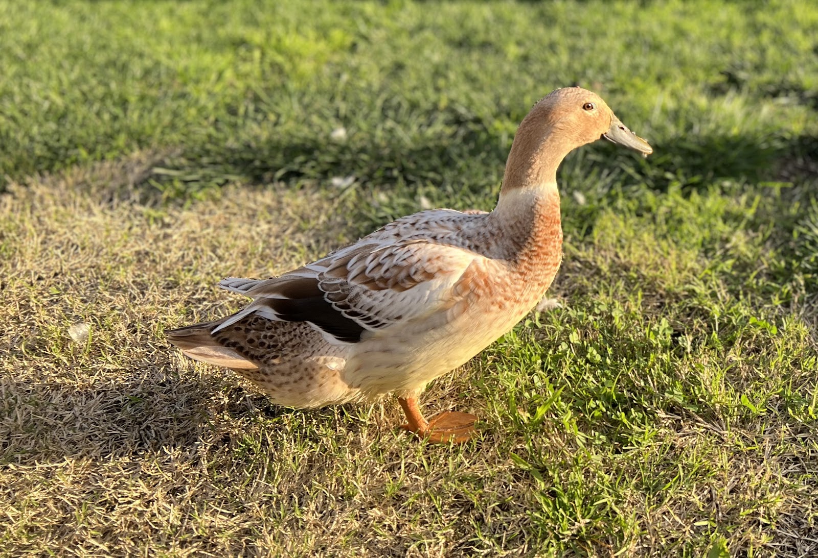 Welsh Harlequin Duckling