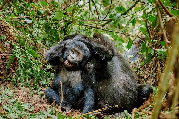 Bwindi frame 29