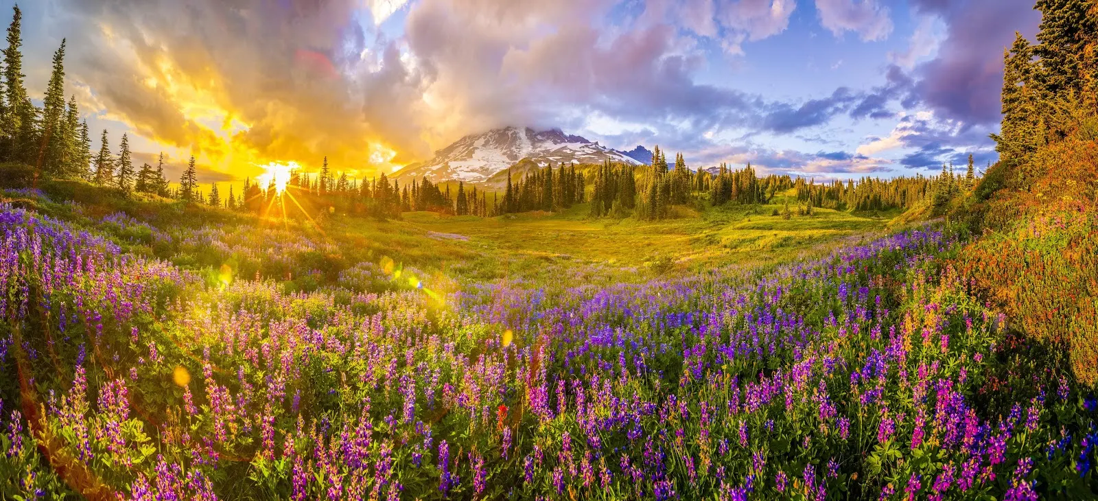 Mount Rainier Wildflower Meadow Sunset - Nature Photography 4K Wallpaper (6144x2802)
