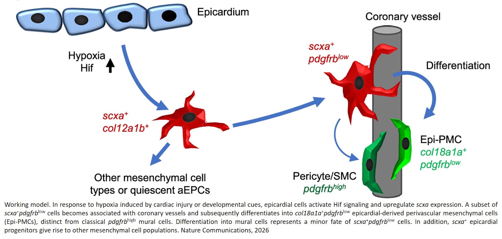 Hypoxia-activated scleraxis a mediates epicardial progenitor differentiation into a unique cardiac perivascular cell type