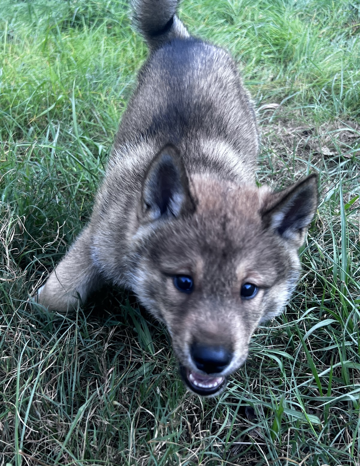 Shikoku puppy photo