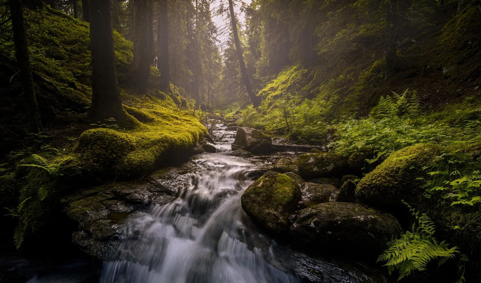Mossy Forest Stream Flow - Nature Photography 5K Wallpaper (6144x3617)