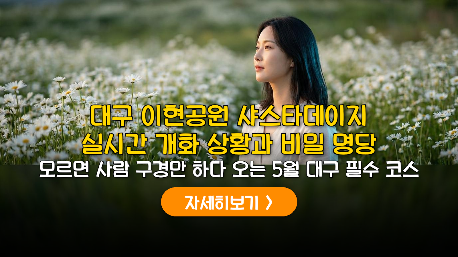 2026 대구 이현공원 샤스타데이지 실시간 개화 및 예산 분석 가이드