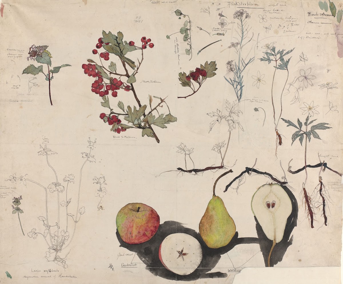 Studieblad met vruchten planten en bloemen 1876   1951