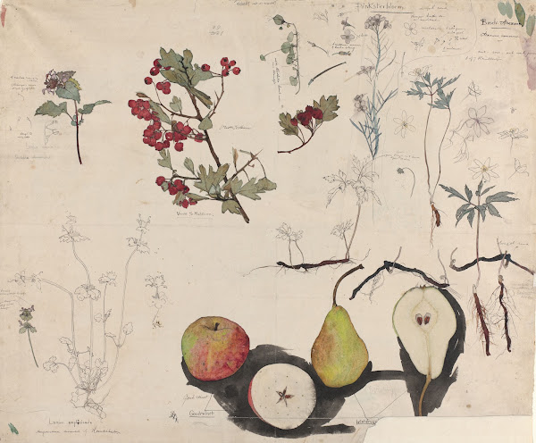 Studieblad met vruchten planten en bloemen 1876   1951