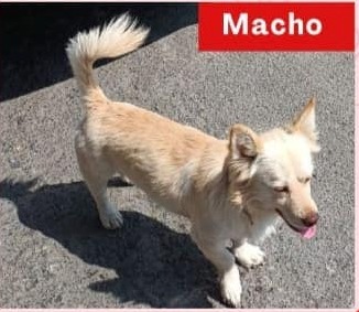 NACHO