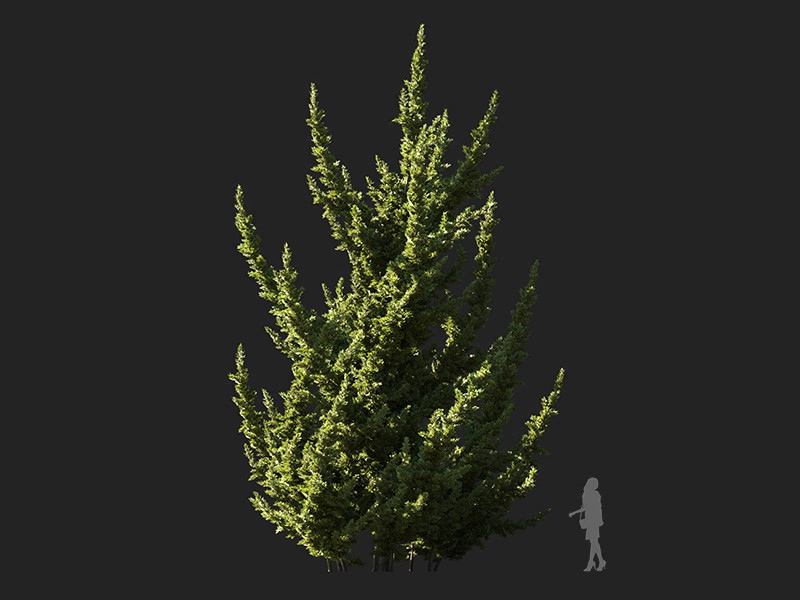 Maxtree - Plant Models Vol.132