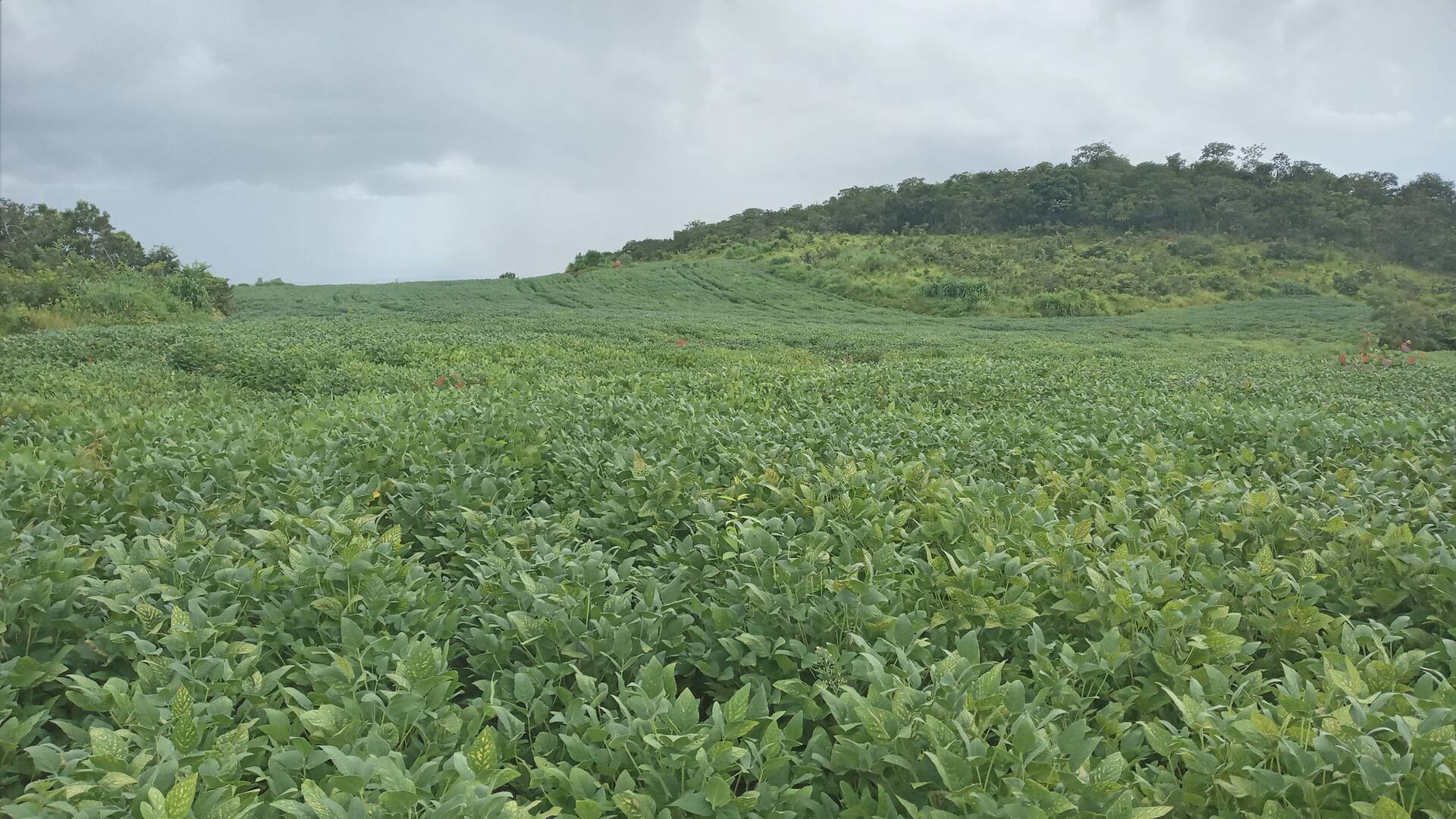 Fazenda no Município de Niquelandia - GO 10