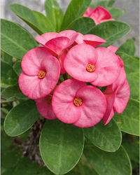 Euphorbia Milii Pink Plant