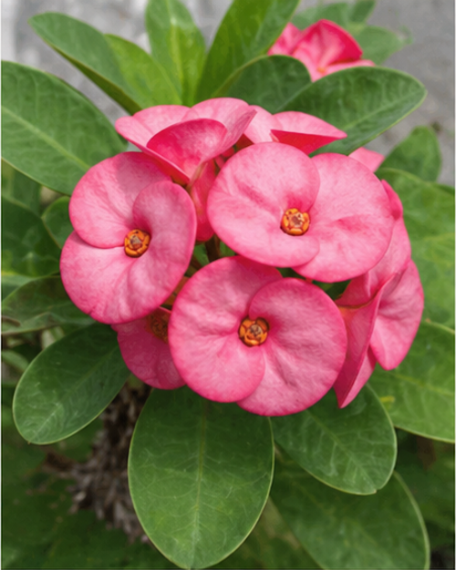 Euphorbia Milii Pink Plant