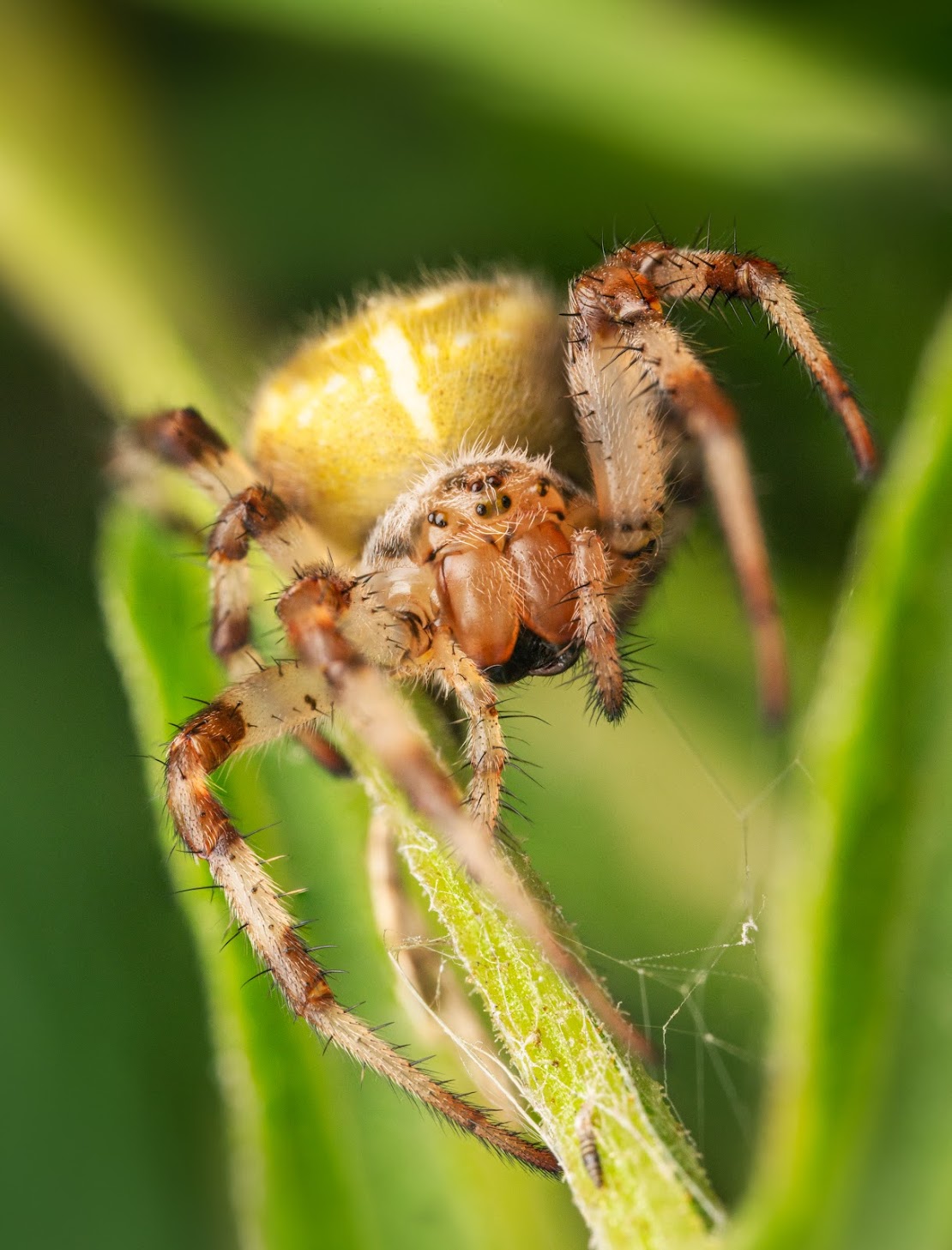 Araneus quadratus