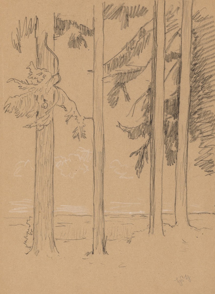 Pine Trees near Seyfriedsberg 1900
