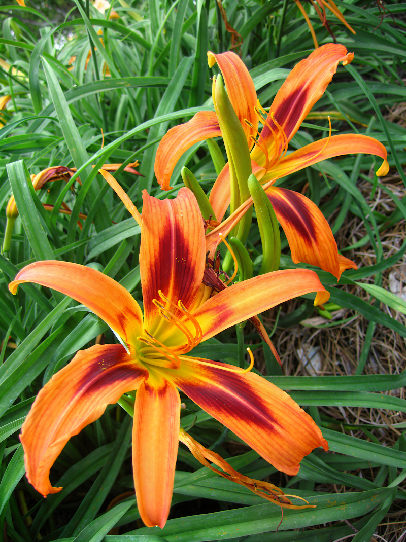 Hemerocallis Tigereye Spider in piena fioritura, fiori a ragno giallo-arancio nel giardino