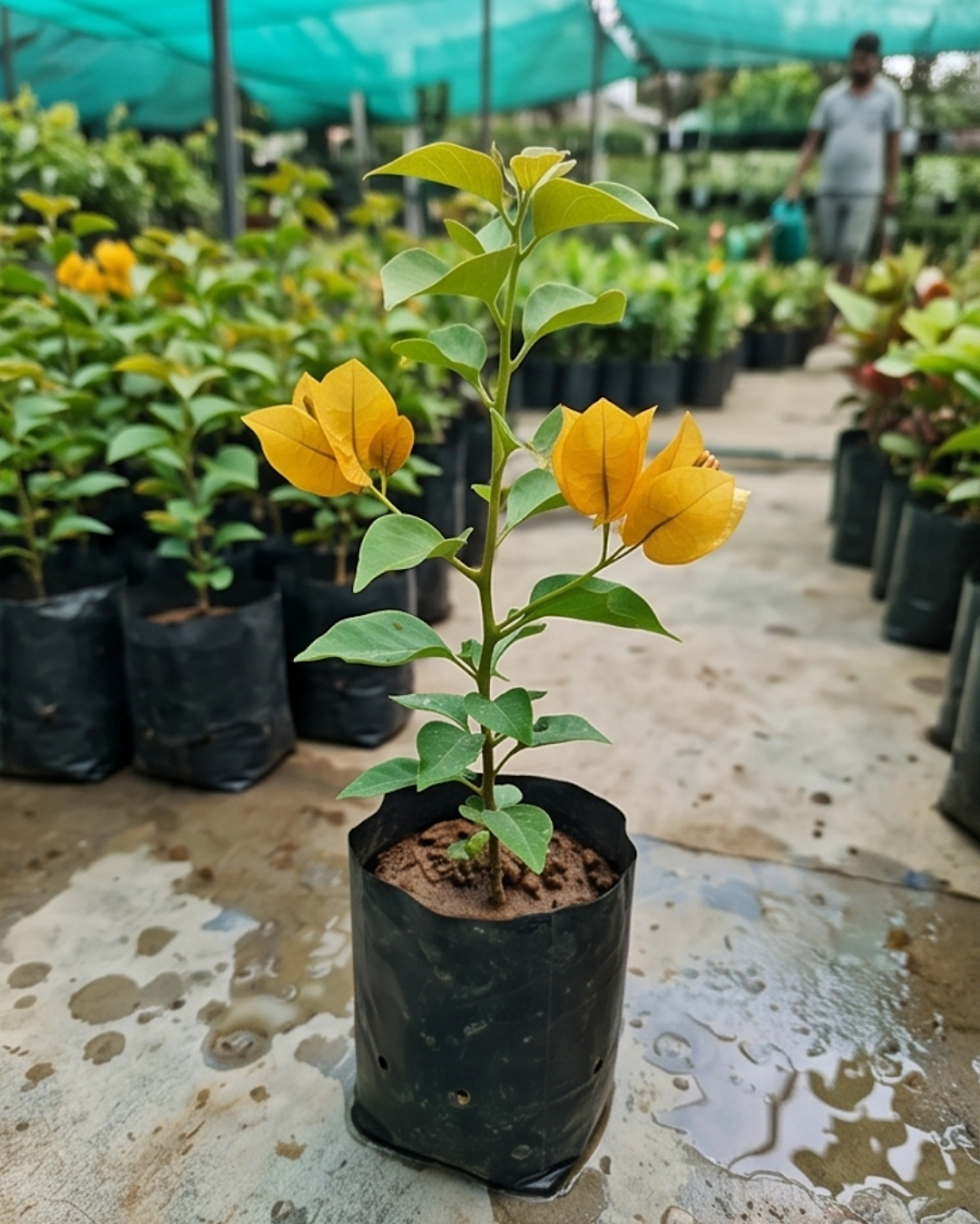 Imported Yellow Diamond Bougainvillea Plant — view 5