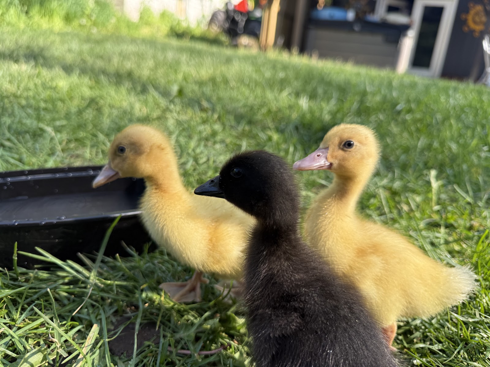 Buff Duckling, Cayuga Duckling
