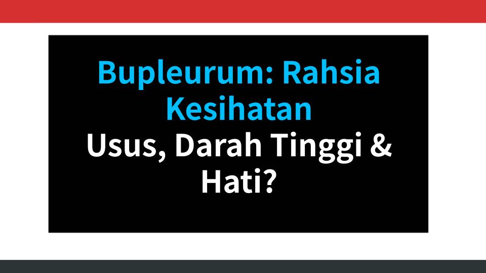 Bupleurum: Rahsia Kesihatan Usus, Darah Tinggi & Hati?