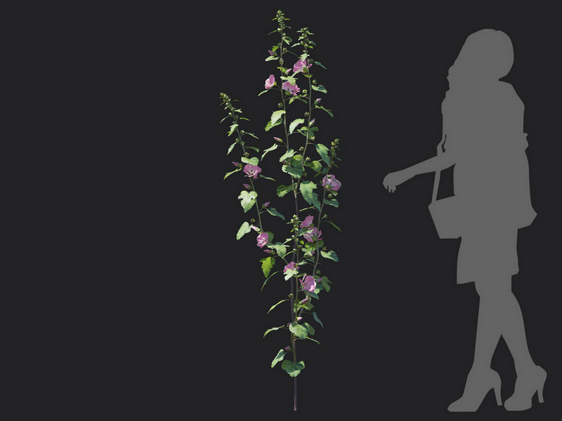 Maxtree - Plant Models Vol.129