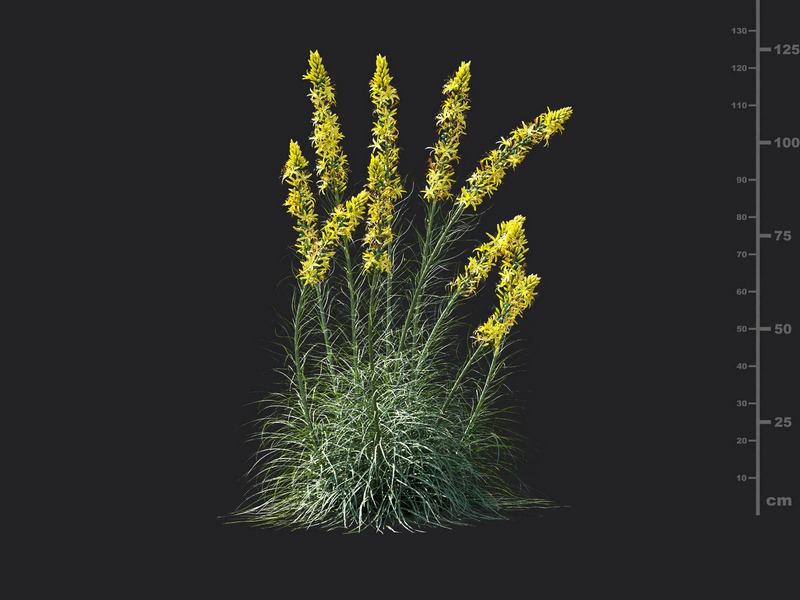 Maxtree - Plant Models Vol.115