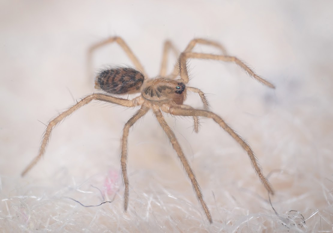 Tegenaria domestica