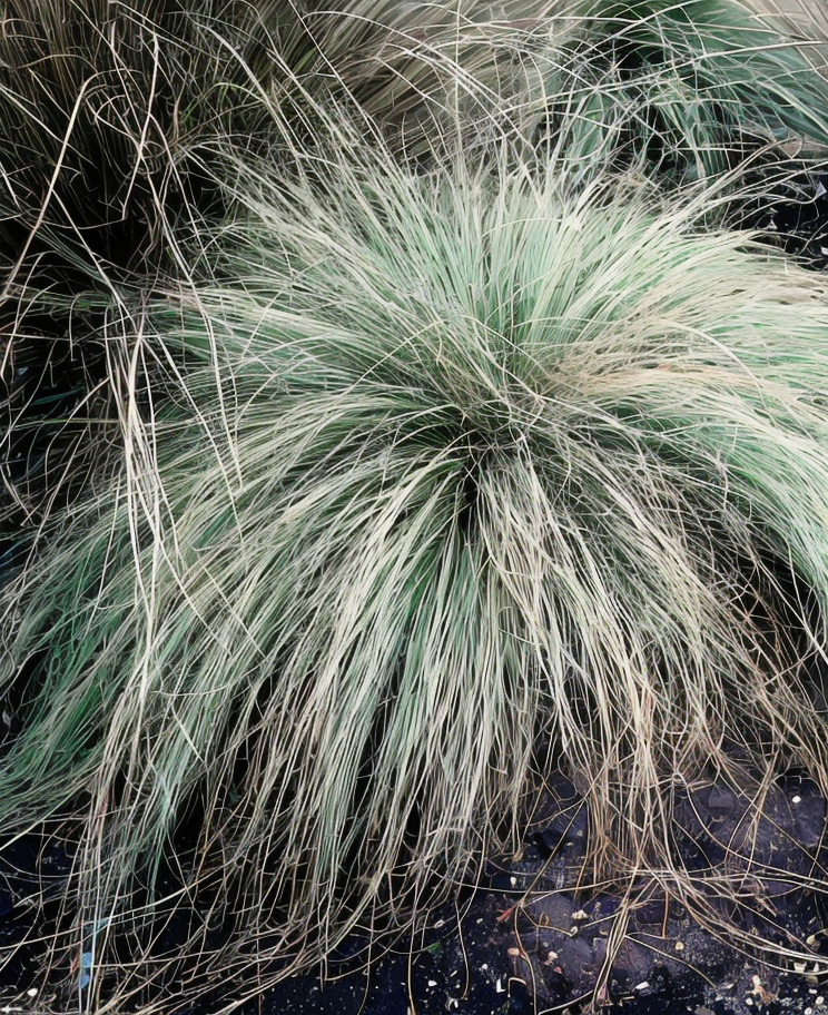 Carex comans 'Frosted Curls' in bordura di giardino naturalistico
