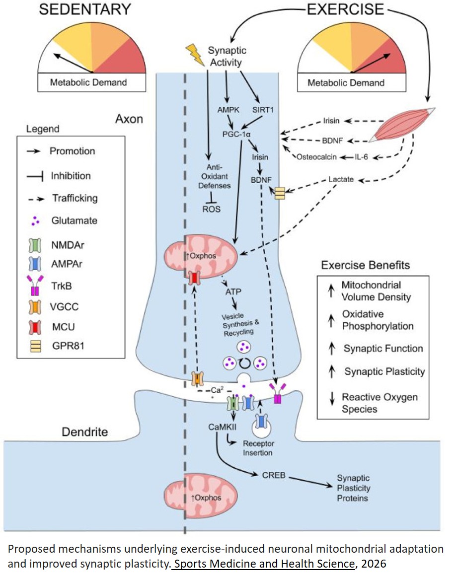 Exercising the brain: Molecular pathways linking exercise, neuronal mitochondria, and synaptic plasticity