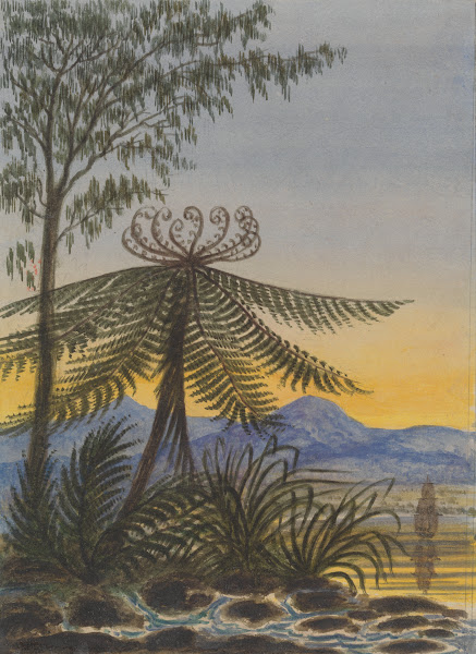 View near Auckland Evening Trees and Ferns ca 1849