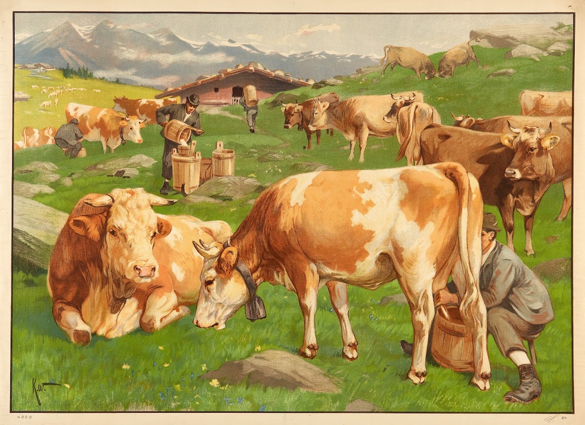 Køer på græsgang 1906