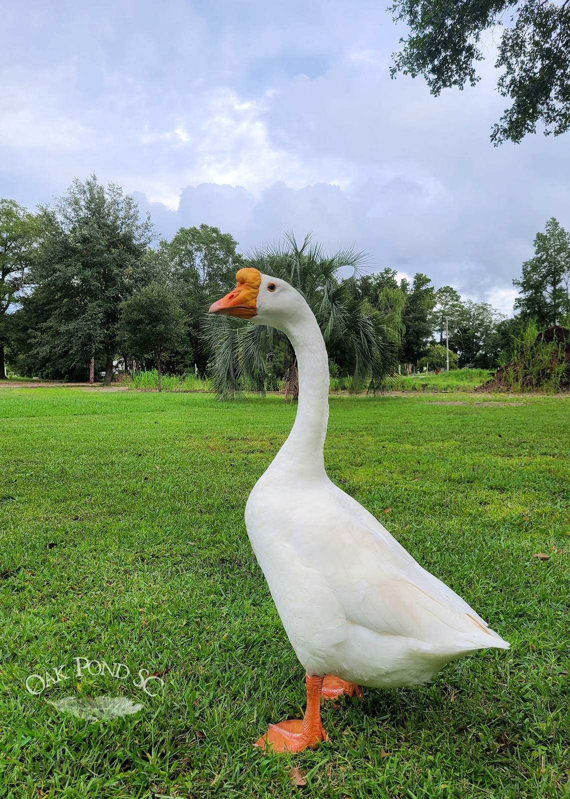 White Chinese Goose