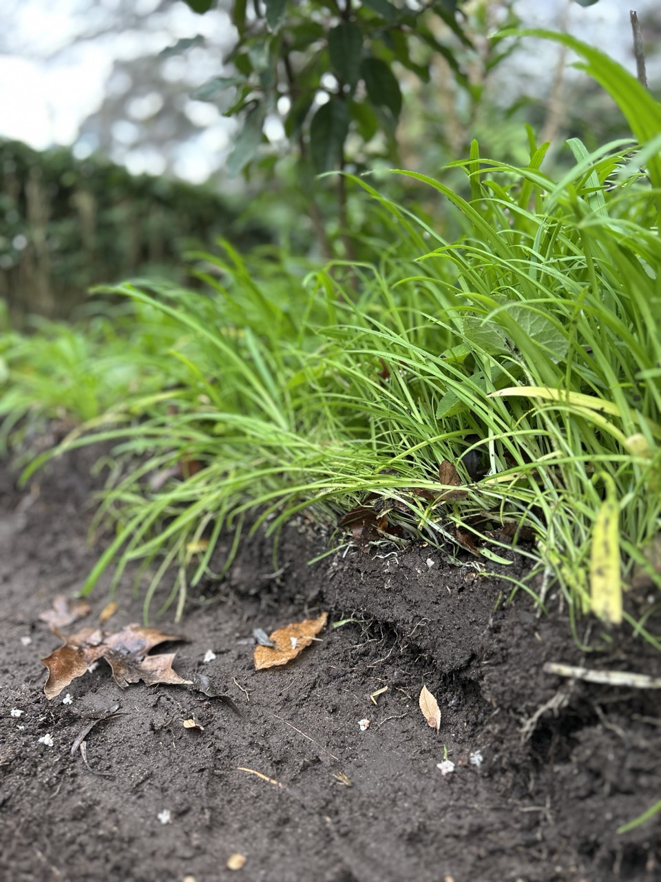 Onion grass cleared by hand
