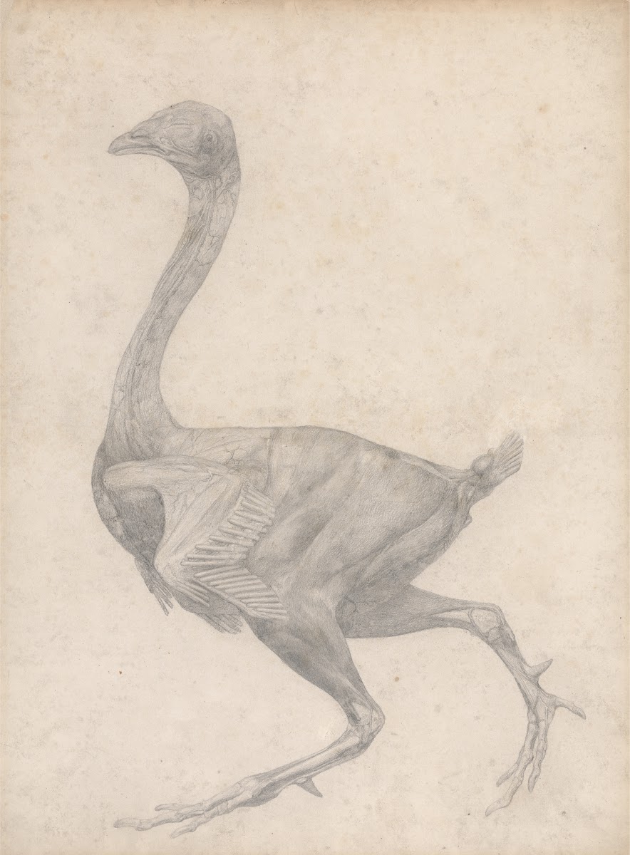 Fowl Lateral View with Skin and Underlying Fascial Layers Removed 1795 to 1806