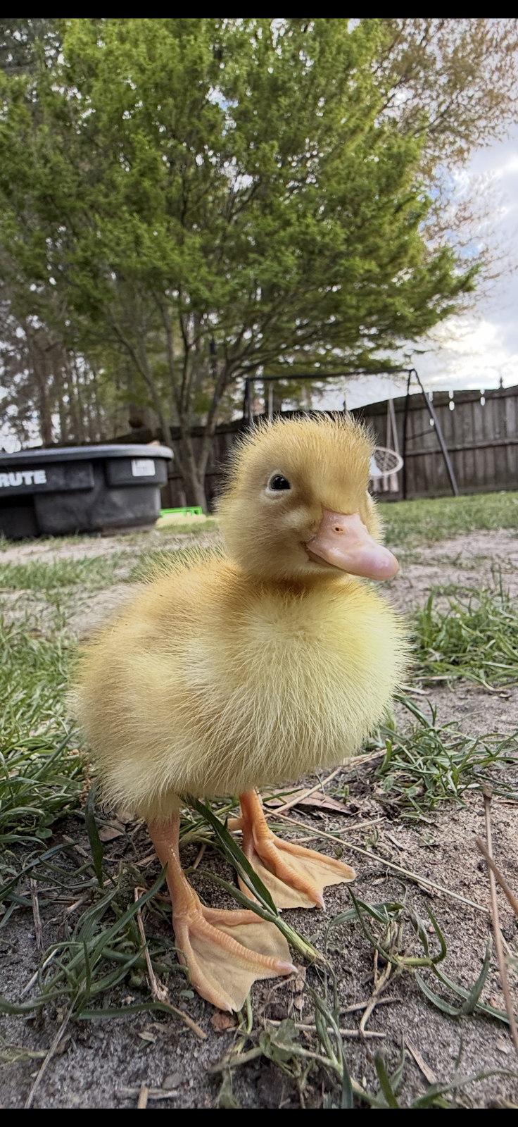 Duclair Duckling
